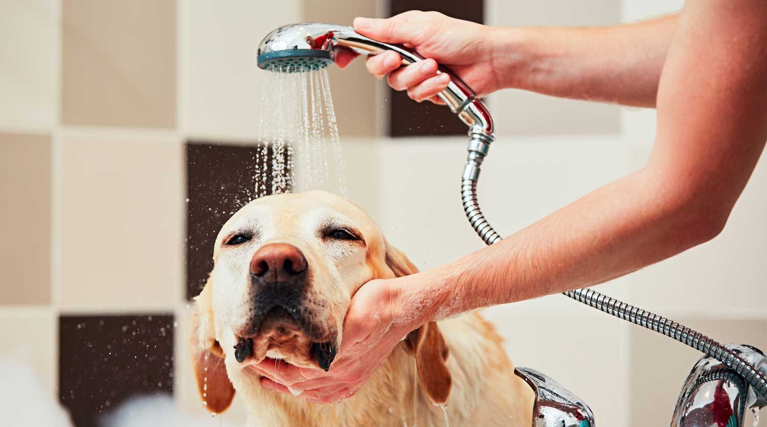 How-to-start-a-dog-grooming-business-at-home